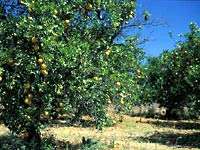 Orange trees in Valencia, Spain-cheap cruises -Costa Cruises